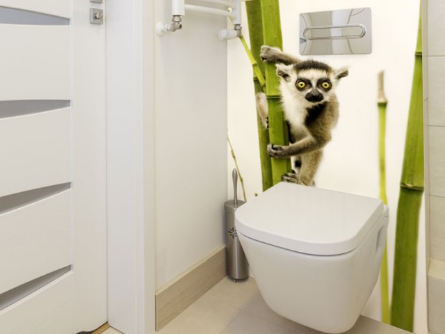Lemur, wytrzeszczający wyłupiaste oczy w kierunku osoby stojącej przed toaletą. Wceluje - nie wceluje?..
